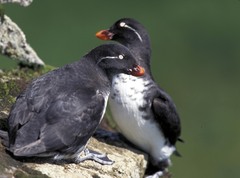 Parakeet Auklet